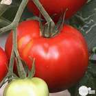Plants de tomates 'Saint-Pierre' : barquette de 3 plants